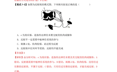 易错点11神经调节的&ldquo;四个&rdquo;注意（解析版）_新高考复习资料_2024年新高考复习资料_❤专项复习资料_完备战2024年高考生物考试易错题（新高考专用）_教师版（含答案解析）