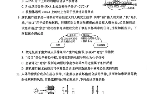 河南省洛阳市2025-2026学年下学期3月高三第三次质量检测生物试卷_2024-2026高三（6-6月题库）_2026年03月高三试卷_260313河南许平洛济2025-2026学年高三第三次质量检测（许平洛济三模）_生物