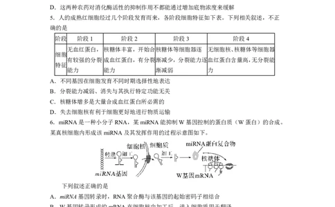 玉溪一中2025一2026学年下学期高三适应性测试（一）生物_2024-2026高三（6-6月题库）_2026年04月高三试卷_260410云南省玉溪市第一中学2025&mdash;2026学年下学期高三适应性测试（一）(全科）