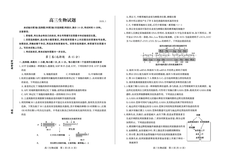 生物-山东省德州市2025-2026学年度2026届高三年级上学期期末_2024-2026高三（6-6月题库）_2026年02月高三试卷_260201山东省德州市2025-2026学年度2026届高三年级上学期期末（全科）