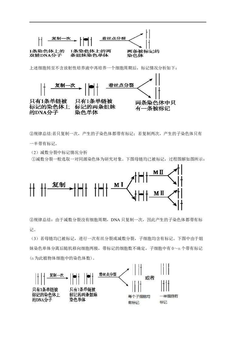 易错点10细胞分裂过程中物质或结构变化分析-备战2023年高考生物考试易错题（全国通用）（解析版）_通用版（老高考）复习资料_2023年复习资料_专项复习