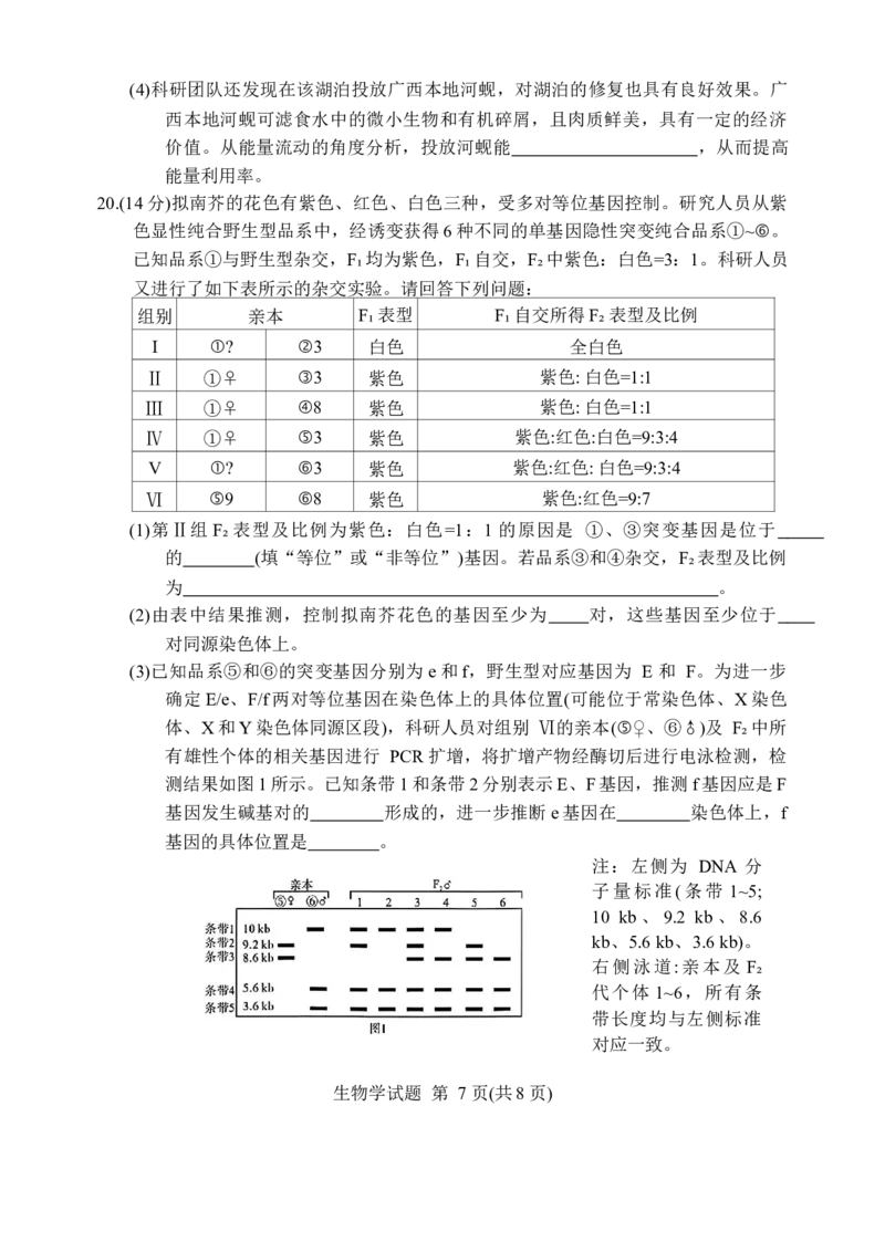 广西桂林等八市2026届高中毕业班3月适应性测试（二模）生物试题（含答案）_2024-2026高三（6-6月题库）_2026年03月高三试卷