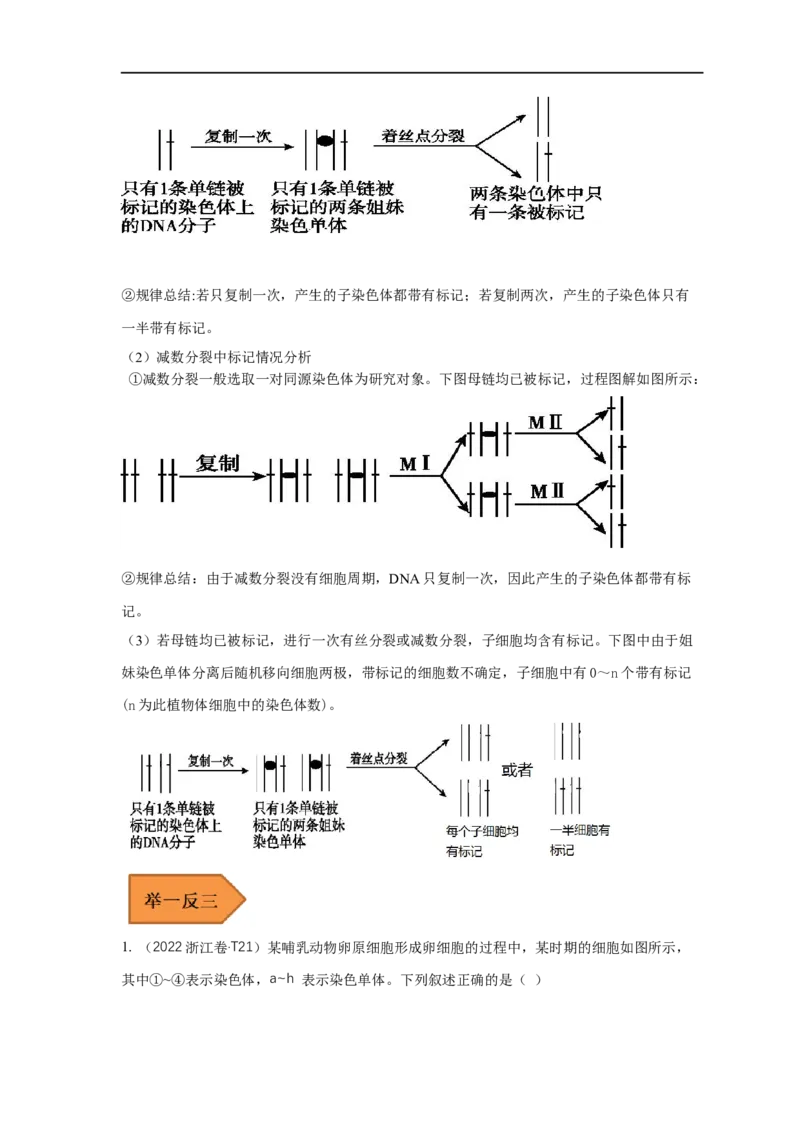 易错点10细胞分裂过程中物质或结构变化分析-备战2023年高考生物考试易错题（全国通用）（原卷版）_通用版（老高考）复习资料_2023年复习资料_专项复习