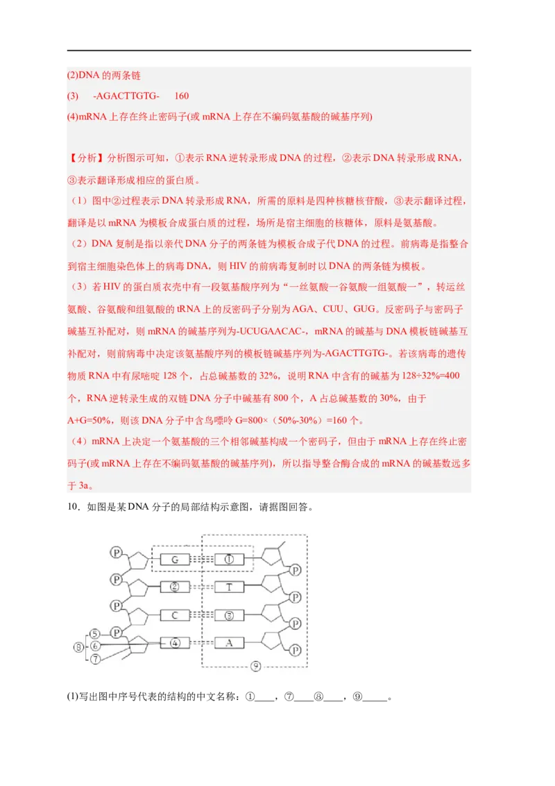 易错点13DNA的结构及复制-备战2023年高考生物考试易错题（新教材新高考）（解析版）_新高考复习资料_2023年新高考复习资料_专项复习_备战2023年高考生物考试易错题（新教材新高考）