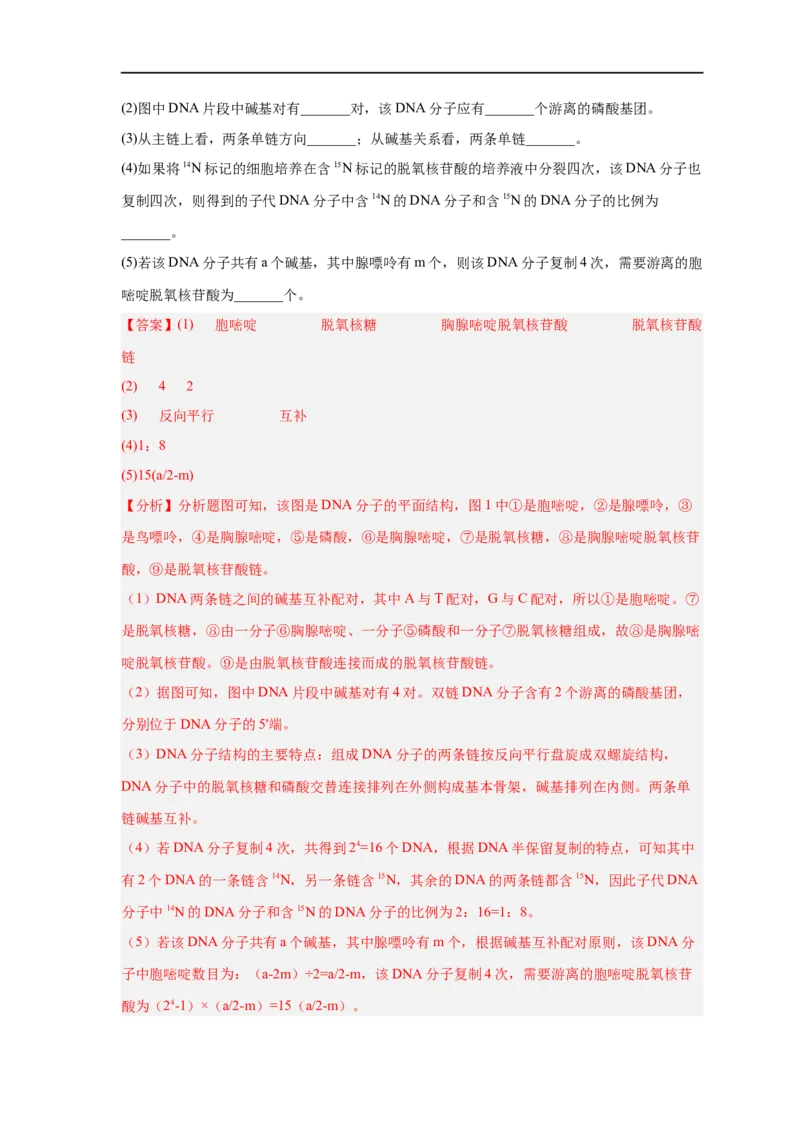 易错点13DNA的结构及复制-备战2023年高考生物考试易错题（新教材新高考）（解析版）_新高考复习资料_2023年新高考复习资料_专项复习_备战2023年高考生物考试易错题（新教材新高考）