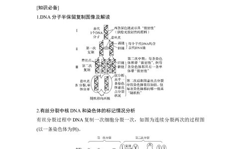 微专题8细胞分裂过程中的同位素标记问题_通用版（老高考）复习资料_2023年复习资料_一轮复习_2023年高考生物一轮复习讲义+课件（全国版）_2023年高考生物一轮复习讲义（全国版）