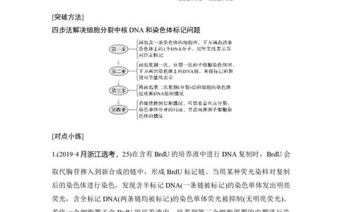 微专题8细胞分裂过程中的同位素标记问题_通用版（老高考）复习资料_2023年复习资料_一轮复习_2023年高考生物一轮复习讲义+课件（全国版）_2023年高考生物一轮复习讲义（全国版）