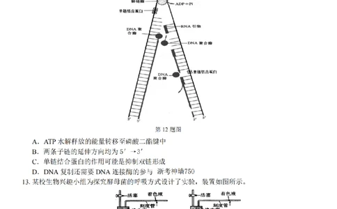 生物卷-2602浙南七彩精诚金兰_2024-2026高三（6-6月题库）_2026年03月高三试卷_260301浙江省2026届高三2月返校考七彩阳光、浙南名校、精诚联盟、金兰教育（全科）