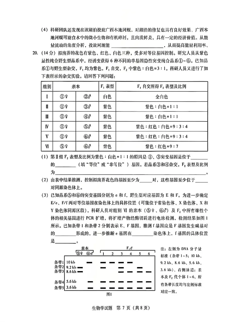 生物试题卷--广西壮族自治区柳州市2026届高三年级高考适应性考试_2024-2026高三（6-6月题库）_2026年04月高三试卷_260417广西壮族自治区柳州市2026届高三年级高考适应性考试