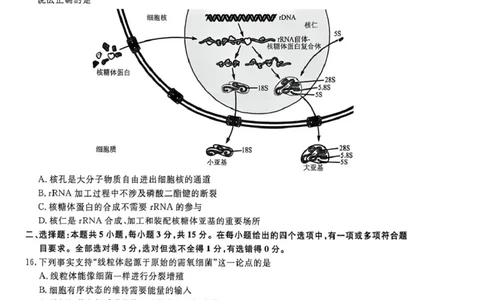 辽宁名校联盟2026届高三下学期4月第二次模拟考试生物试题生物试题_2024-2026高三（6-6月题库）_2026年04月高三试卷_260410辽宁名校联盟2025-2026学年高三下学期4月模拟