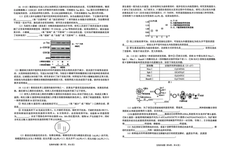 安徽省铜陵、黄山、宣城（三市二模）2026届高三4月份质量检测（全）-生物试题_2024-2026高三（6-6月题库）_2026年04月高三试卷