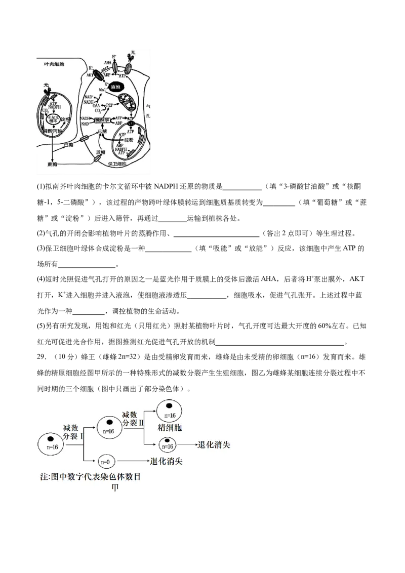 必修1模板检测卷（原卷版）_2025年新高考资料_一轮复习_2025年高考生物一轮复习考点通关卷（新高考通用）_必修1模板检测卷-2025年高考生物一轮复习考点通关卷（新高考通用）