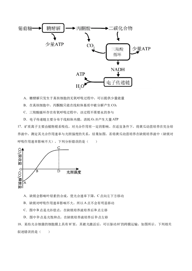 必修1模板检测卷（原卷版）_2025年新高考资料_一轮复习_2025年高考生物一轮复习考点通关卷（新高考通用）_必修1模板检测卷-2025年高考生物一轮复习考点通关卷（新高考通用）