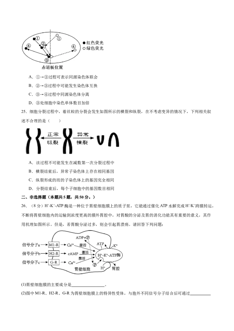 必修1模板检测卷（原卷版）_2025年新高考资料_一轮复习_2025年高考生物一轮复习考点通关卷（新高考通用）_必修1模板检测卷-2025年高考生物一轮复习考点通关卷（新高考通用）