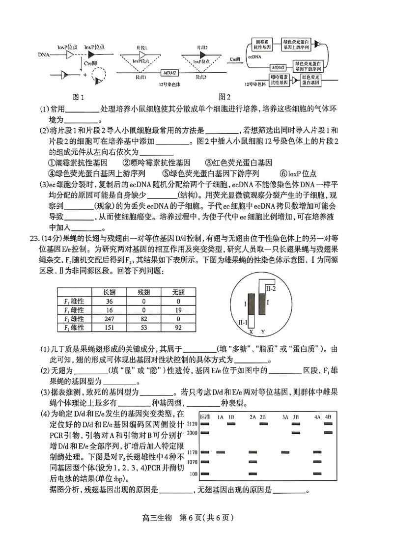 生物试卷_2024-2026高三（6-6月题库）_2026年03月高三试卷_260326河北石家庄2026届高三教学质量检测一（石家庄一模）（全科）_河北省石家庄市2026届高三一模考试生物试卷（含答案）