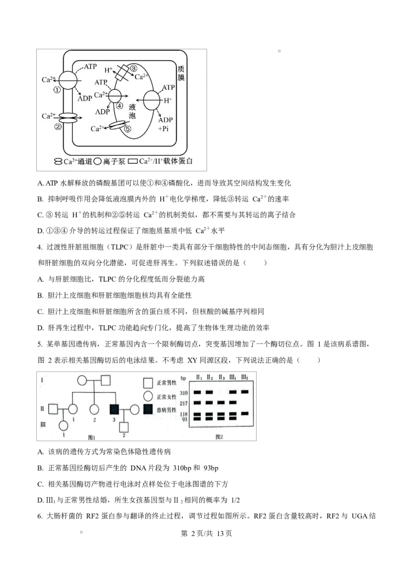生物试题（原卷版）_2024-2026高三（6-6月题库）_2026年03月高三试卷_260323山东2026届九五协作体高三下学期3月学习质量评估（全科）