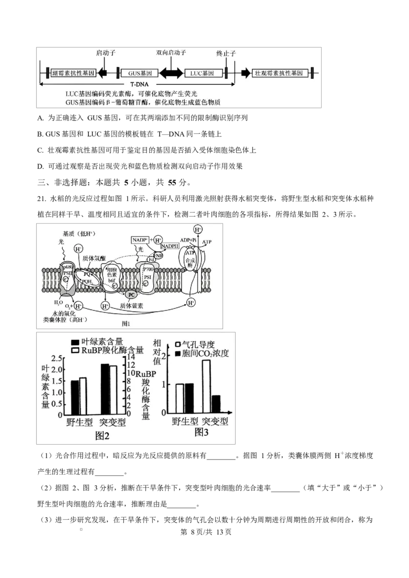 生物试题（原卷版）_2024-2026高三（6-6月题库）_2026年03月高三试卷_260323山东2026届九五协作体高三下学期3月学习质量评估（全科）