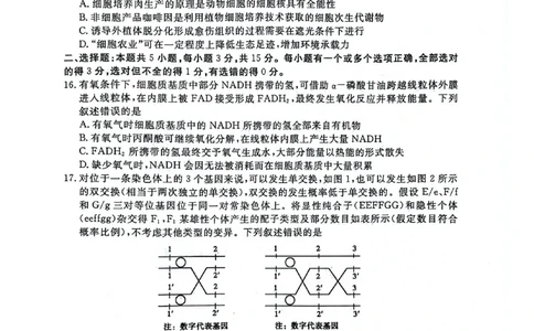 聊城市2026年普通高中学业水平等级考试模拟卷生物_2024-2026高三（6-6月题库）_2026年03月高三试卷_260313山东省聊城市2026年普通高中学业水平等级考试模拟卷（聊城一模）（全科）