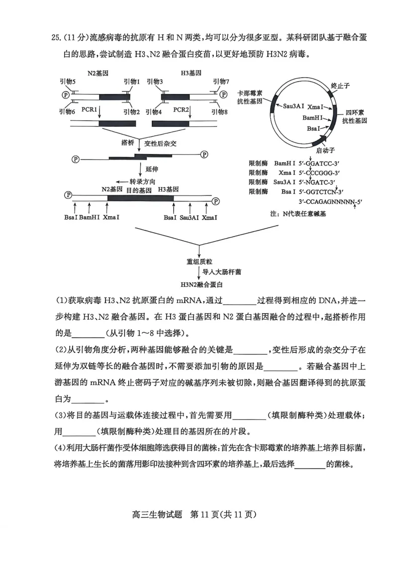 山东省滨州市2026届高三年级一模考试生物_2024-2026高三（6-6月题库）_2026年03月高三试卷_260315山东省滨州市2026届高三年级一模考试（滨州一模）（全科）