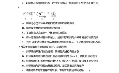夯基提能练13细胞的分化、衰老、凋亡及癌变-备战2023高考生物一轮复习夯基提能练（全国通用）（原卷版）_通用版（老高考）复习资料_2023年复习资料_一轮复习