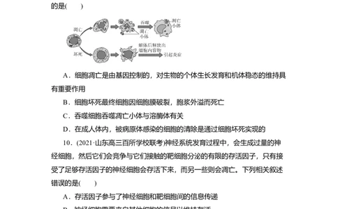 夯基提能练13细胞的分化、衰老、凋亡及癌变-备战2023高考生物一轮复习夯基提能练（全国通用）（原卷版）_通用版（老高考）复习资料_2023年复习资料_一轮复习