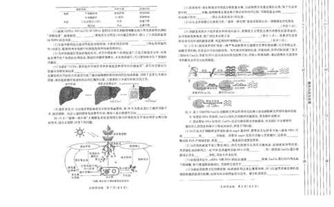 生物试题卷(A3版)_2024-2026高三（6-6月题库）_2026年03月高三试卷_260320陕西省2026年高考适应性检测（二）（陕西二模）(全科）