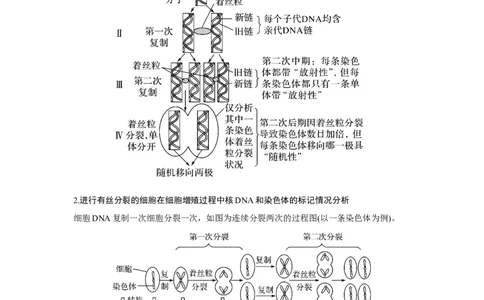 微专题7　细胞分裂过程中的同位素标记问题_新高考复习资料_2023年新高考复习资料_一轮复习_2023年新高考大一轮复习讲义_2023年高考生物一轮复习讲义（新人教新高考）_赠补充习题