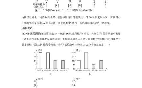 微专题7　细胞分裂过程中的同位素标记问题_新高考复习资料_2023年新高考复习资料_一轮复习_2023年新高考大一轮复习讲义_2023年高考生物一轮复习讲义（新人教新高考）_赠补充习题