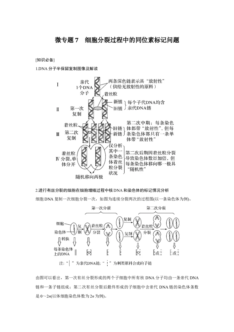 微专题7　细胞分裂过程中的同位素标记问题_新高考复习资料_2023年新高考复习资料_一轮复习_2023年新高考大一轮复习讲义_2023年高考生物一轮复习讲义（新人教新高考）_赠补充习题