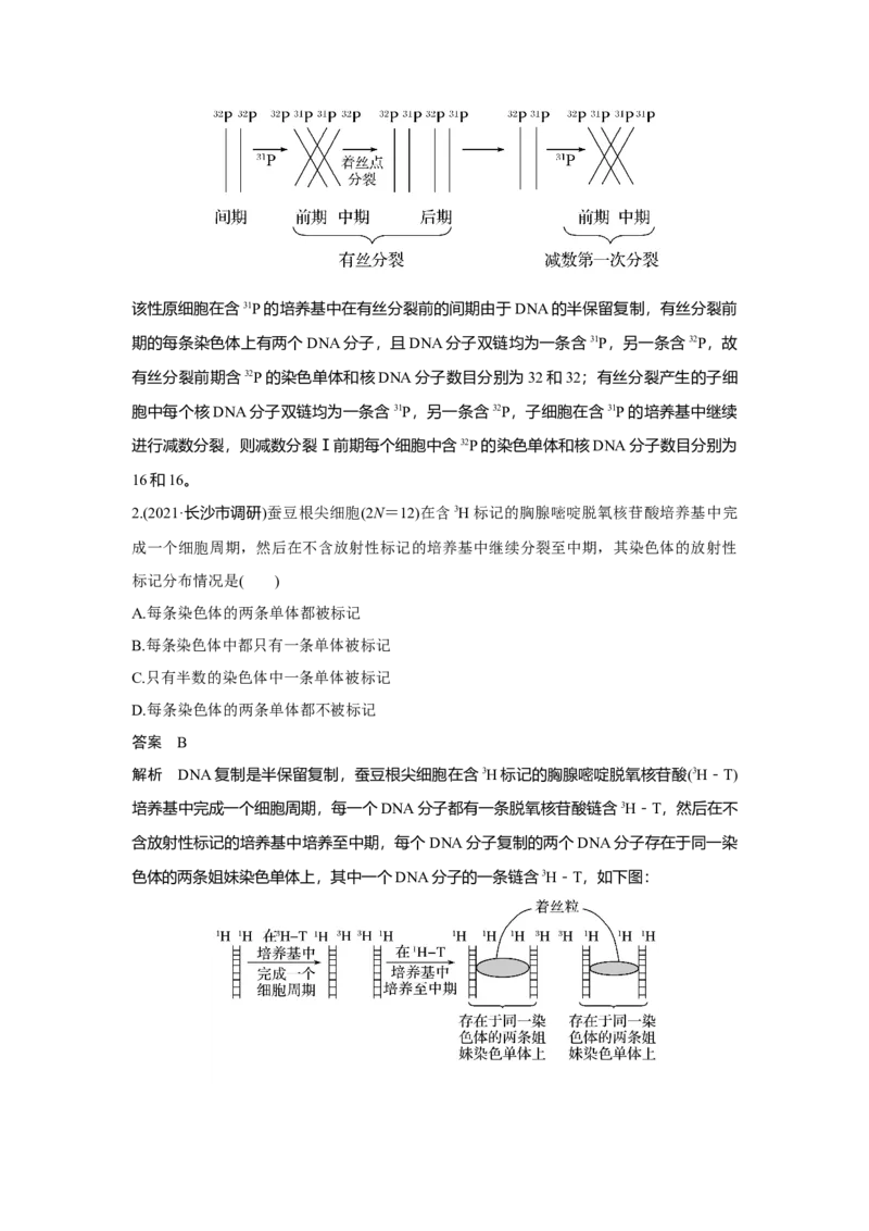微专题7　细胞分裂过程中的同位素标记问题_新高考复习资料_2023年新高考复习资料_一轮复习_2023年新高考大一轮复习讲义_2023年高考生物一轮复习讲义（新人教新高考）_赠补充习题