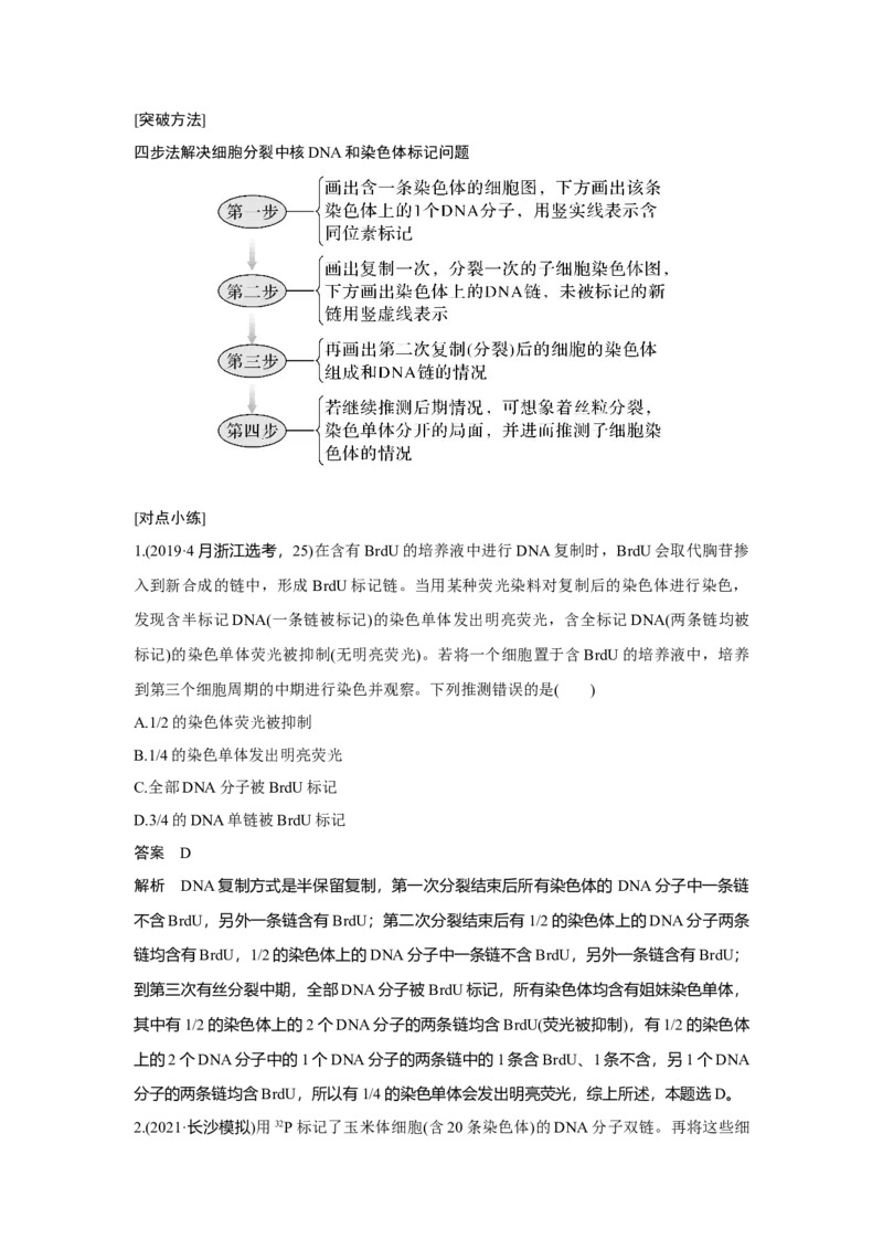 微专题7　细胞分裂过程中的同位素标记问题_新高考复习资料_2023年新高考复习资料_一轮复习_2023年新高考大一轮复习讲义_2023年高考生物一轮复习讲义（新人教新高考）_赠补充习题