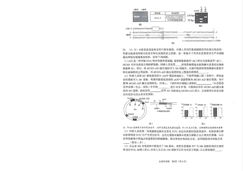 安徽省合肥市2026届高三下学期第二次教学质量检测生物卷及答案_2024-2026高三（6-6月题库）_2026年04月高三试卷