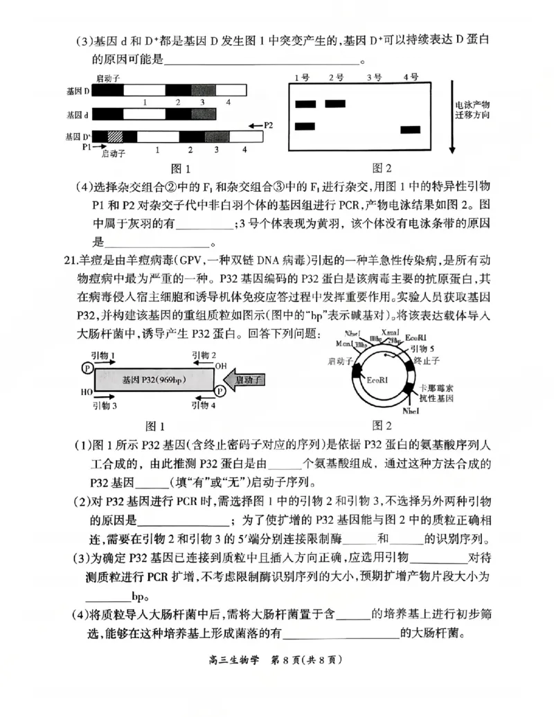 生物试卷_2024-2026高三（6-6月题库）_2026年03月高三试卷_2603272026届江西吉安市高三下学期一模(全科）_2026届江西吉安市高三下学期一模生物试题（含答案）