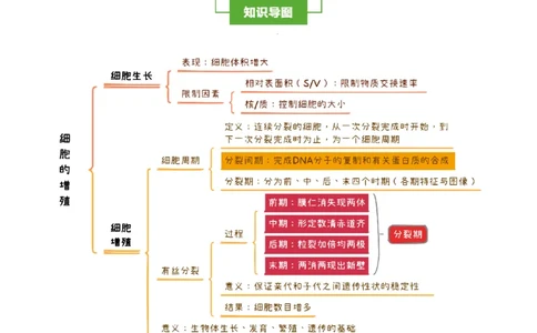 知识清单08+细胞的增殖（4大考点+5个易错点）-上好课2025年高考生物一轮复习知识清单_新高考复习资料_2025年新高考资料_2025年高考生物一轮复习知识清单