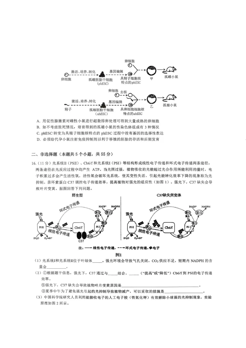 重庆育才中学高2026届高三（下）3月月考生物_2024-2026高三（6-6月题库）_2026年03月高三试卷_260330重庆育才中学高2026届高三（下）3月月考（全科）