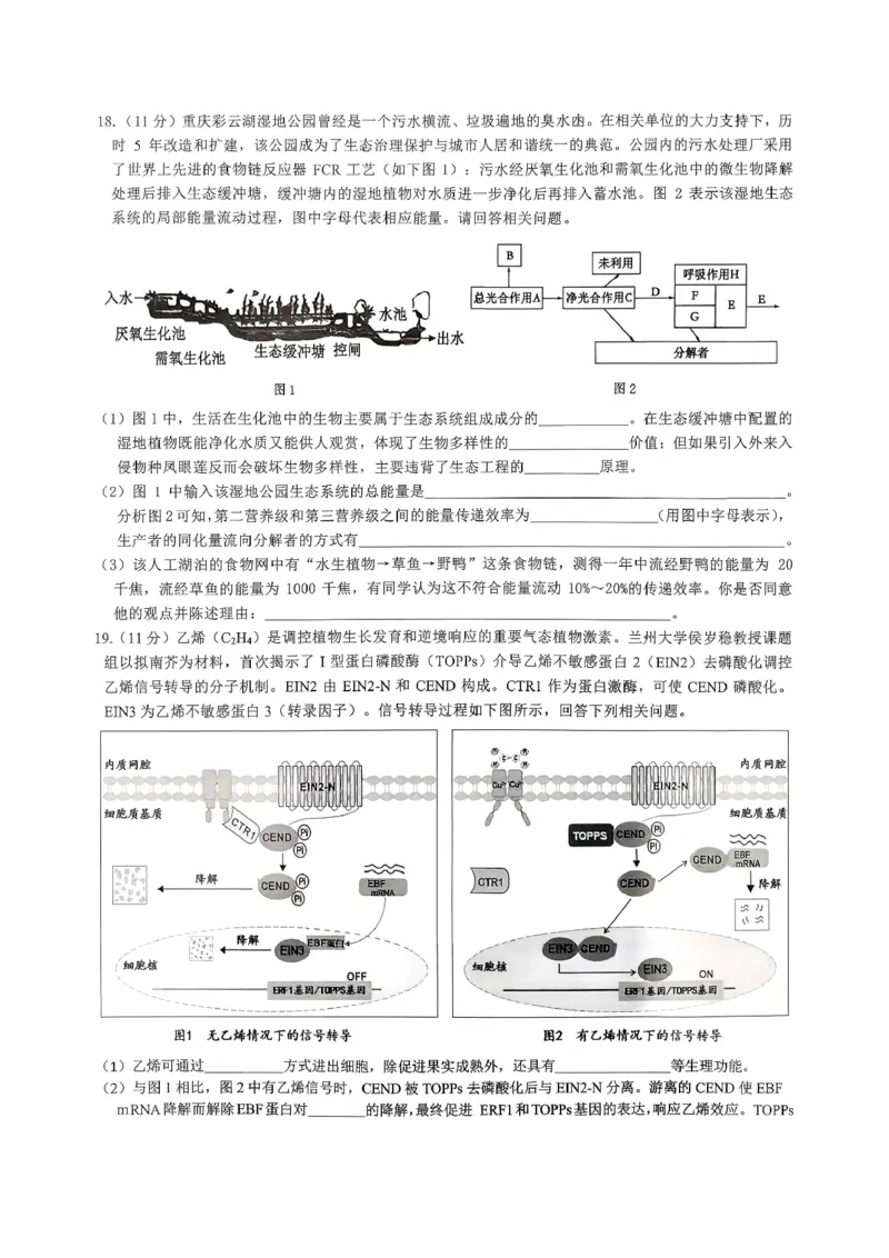 重庆育才中学高2026届高三（下）3月月考生物_2024-2026高三（6-6月题库）_2026年03月高三试卷_260330重庆育才中学高2026届高三（下）3月月考（全科）