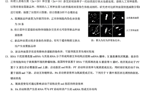 重庆市2026年普通高等学校招生全国统一考试康德调研（三）生物+答案_2024-2026高三（6-6月题库）_2026年03月高三试卷