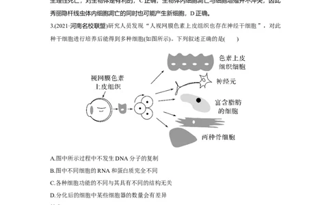 热点微练14　细胞分化、衰老、死亡与人体健康_新高考复习资料_2023年新高考复习资料_一轮复习_2023年新高考大一轮复习讲义_2023年高考生物一轮复习讲义（新人教新高考）_赠补充习题