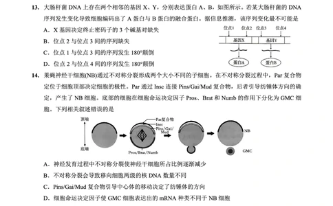 重庆一中高2026届高三3月（末）月考生物_2024-2026高三（6-6月题库）_2026年03月高三试卷_260331重庆一中高2026届高三3月（末）月考（全科）