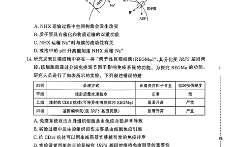 青桐鸣大联考2026届高三下学期学情调研（二）生物_2024-2026高三（6-6月题库）_2026年03月高三试卷_260316河南省青桐鸣大联考2026届高三下学期学情调研（二）（全科）