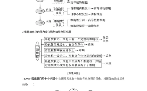热点微练12　细胞周期中各分裂时期的判断_新高考复习资料_2023年新高考复习资料_一轮复习_2023年新高考大一轮复习讲义_2023年高考生物一轮复习讲义（新人教新高考）_赠补充习题