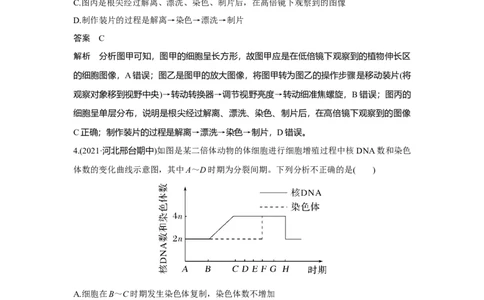 热点微练12　细胞周期中各分裂时期的判断_新高考复习资料_2023年新高考复习资料_一轮复习_2023年新高考大一轮复习讲义_2023年高考生物一轮复习讲义（新人教新高考）_赠补充习题