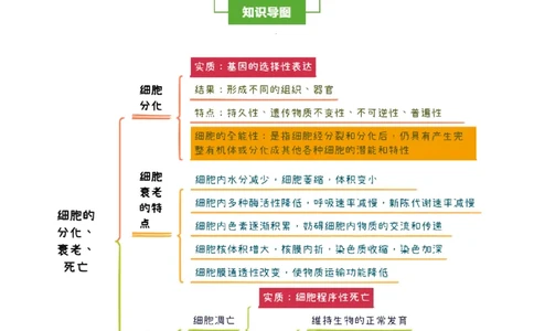 知识清单09+细胞的分化、衰老和死亡（4大考点+5个易错点）-上好课2025年高考生物一轮复习知识清单_2025年新高考资料_一轮复习_上好课2025年高考生物一轮复习知识清单325572639