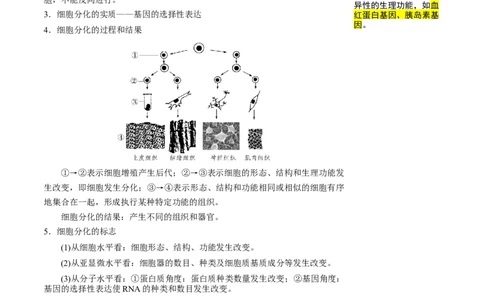 知识清单09+细胞的分化、衰老和死亡（4大考点+5个易错点）-上好课2025年高考生物一轮复习知识清单_2025年新高考资料_一轮复习_上好课2025年高考生物一轮复习知识清单325572639