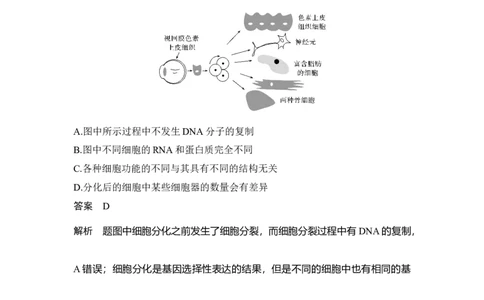 热点微练14细胞分化、衰老、凋亡、癌变与人体健康_通用版（老高考）复习资料_2023年复习资料_一轮复习_2023年高考生物一轮复习讲义+课件（全国版）_赠补充习题