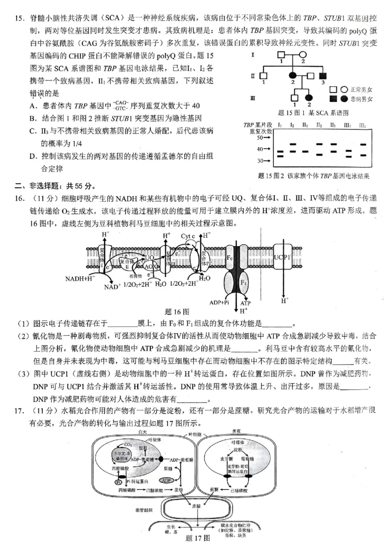 重庆市2026年普通高等学校招生全国统一考试生物_2024-2026高三（6-6月题库）_2026年02月高三试卷_260201重庆市2026年普通高等学校招生全国统一考试（康德一诊）（全科）