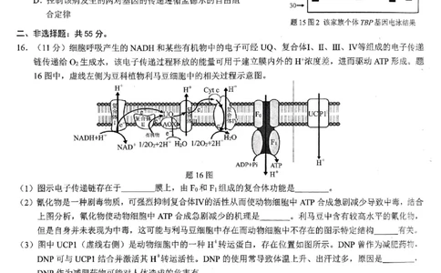 重庆市2026年普通高等学校招生全国统一考试生物_2024-2026高三（6-6月题库）_2026年02月高三试卷_260201重庆市2026年普通高等学校招生全国统一考试（康德一诊）（全科）