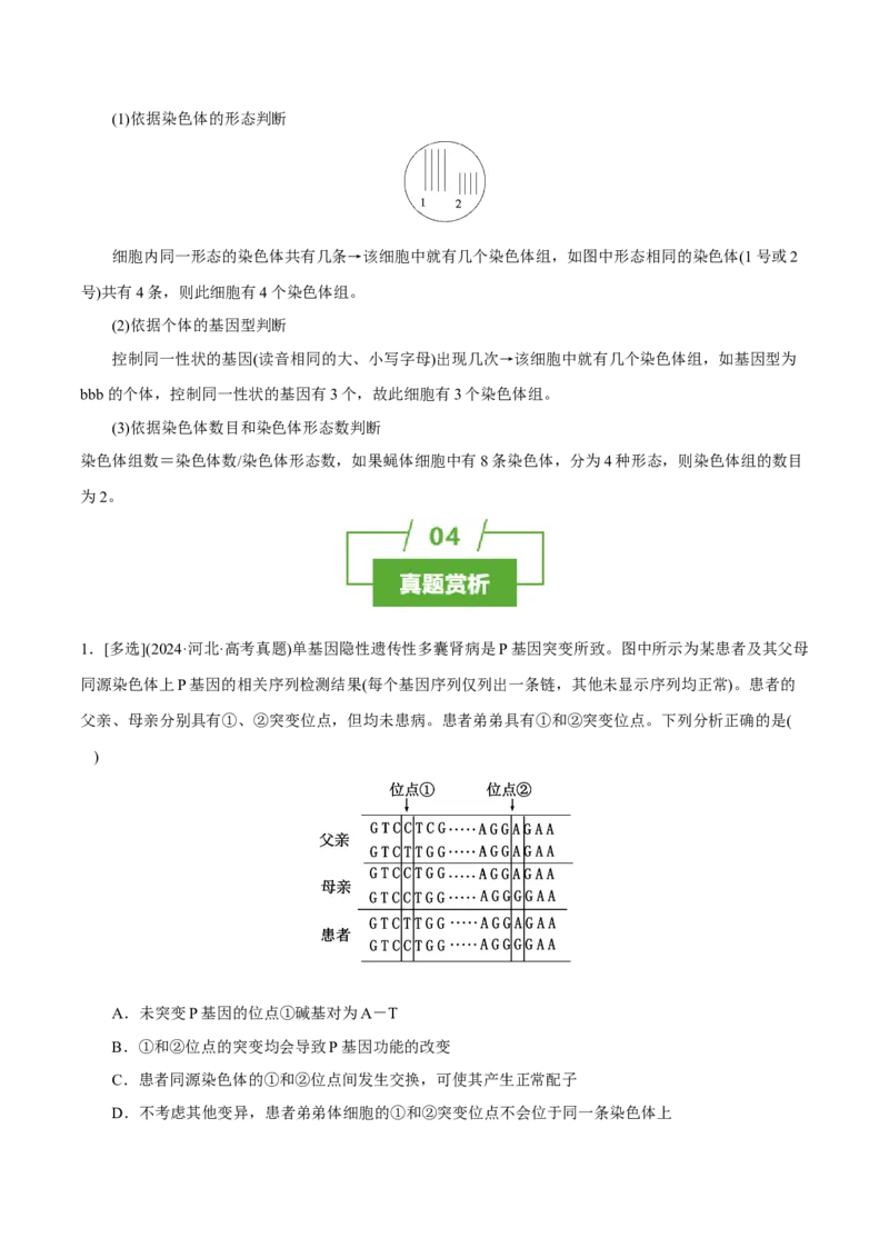知识清单17+基因突变及其他变异（4大考点+10个易错点）-上好课2025年高考生物一轮复习知识清单_2025年新高考资料_一轮复习_上好课2025年高考生物一轮复习知识清单325572639