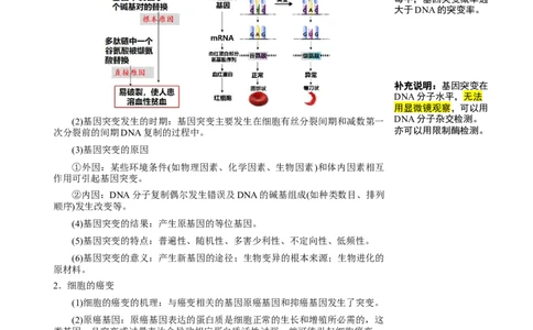 知识清单17+基因突变及其他变异（4大考点+10个易错点）-上好课2025年高考生物一轮复习知识清单_2025年新高考资料_一轮复习_上好课2025年高考生物一轮复习知识清单325572639