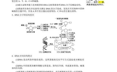 知识清单15DNA的结构、复制以及基因的本质（3大考点4个易错点）-上好课2025年高考生物一轮复习知识清单_2025年新高考资料_一轮复习